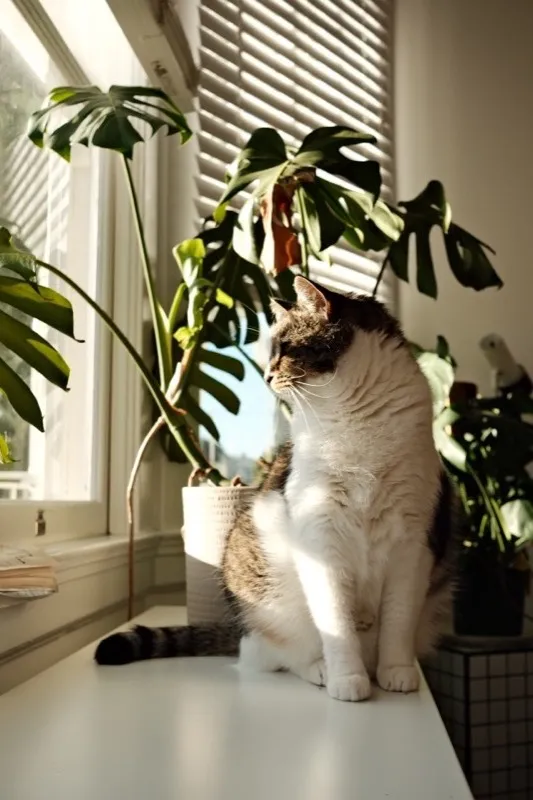 A cat sitting in a sunny window