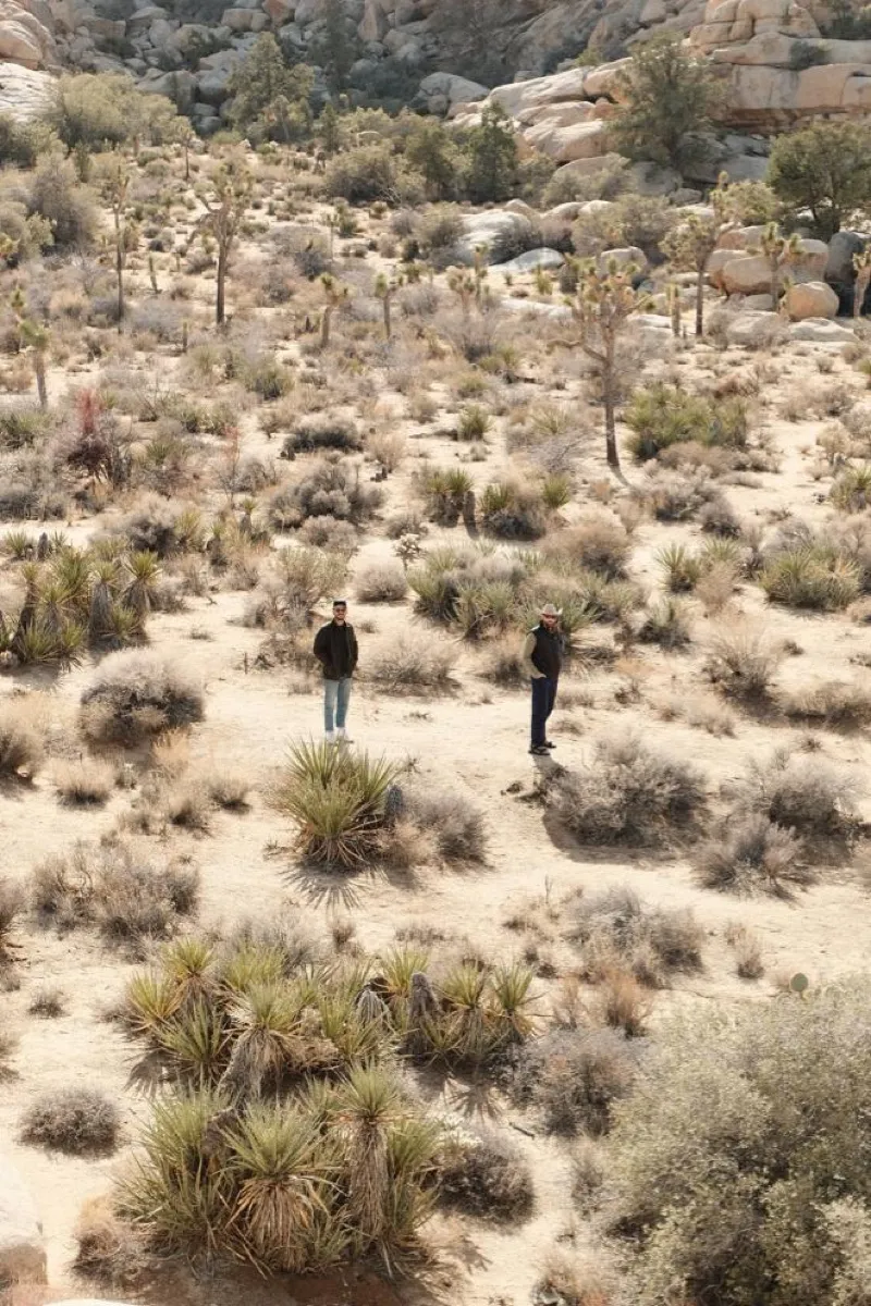 Two people in the desert among Joshua trees